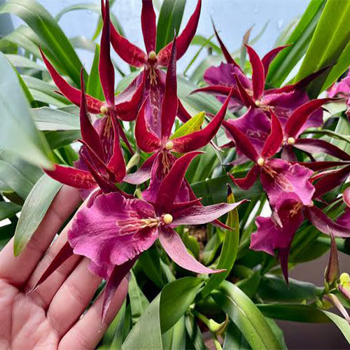 Miltassia Royal Robe Miltassia Royal Robe